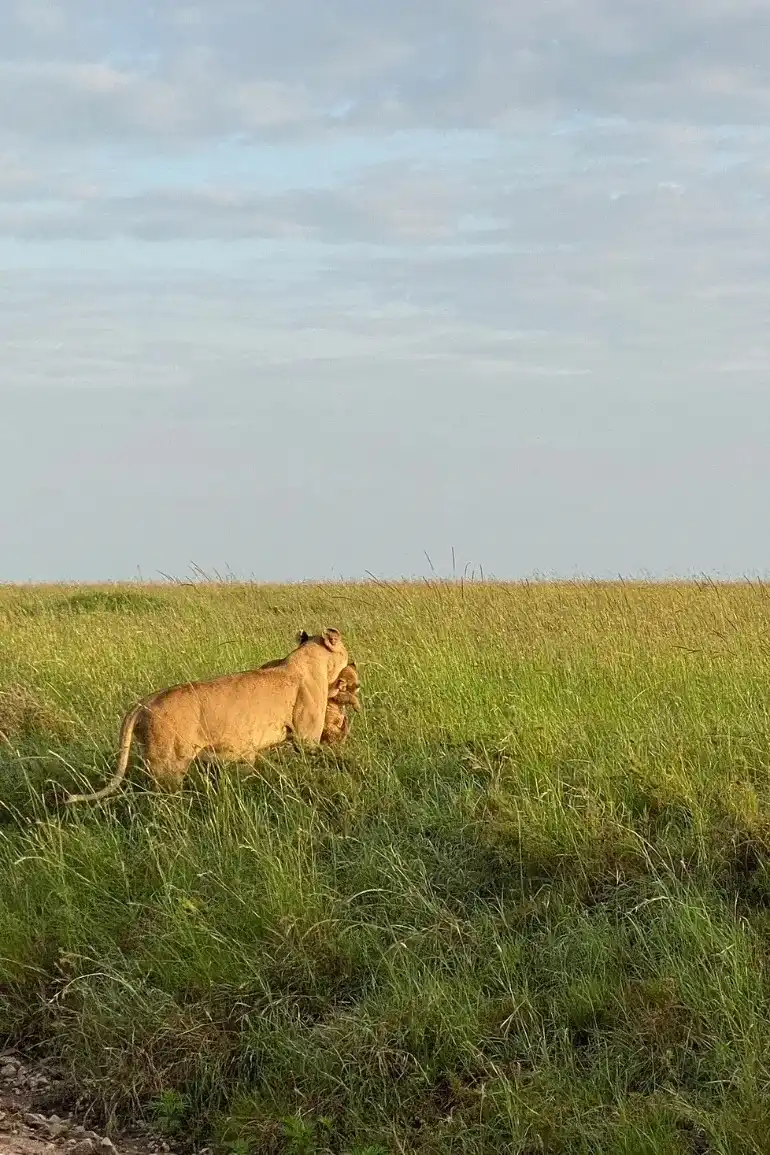 Tanzania Wildlife Safari